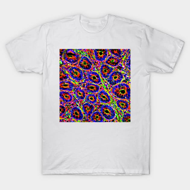 Intestinal villi, fluorescent micrograph (C024/3480) T-Shirt by SciencePhoto